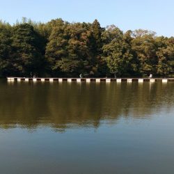 大安トラウトレイク釣果